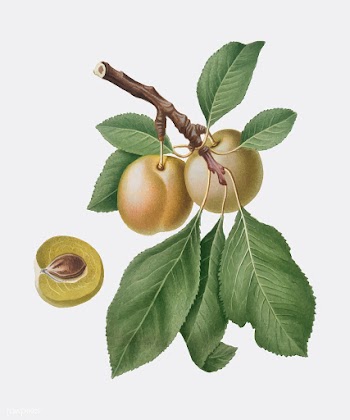 Prune from Pomona Italiana (1817-1839) by Gio.. | Free stock vector - 488113