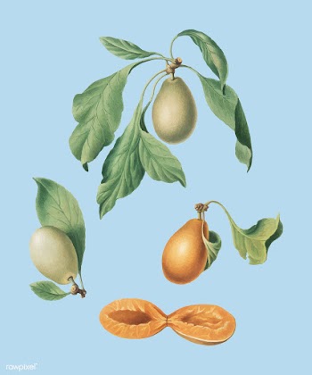 Prune from Pomona Italiana illustration | Free stock vector - 487993
