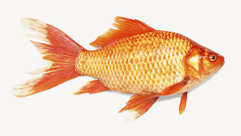 Prussian carp collage element, animal | Free PSD - rawpixel
