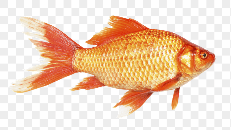 Prussian carp png sticker, transparent | Free PNG - rawpixel