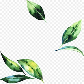 Psalms, Leaf, Jehovah, Plant PNG