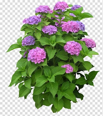 Psd Chroma key Flower Adobe shop, flower transparent background PNG clipart