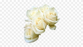 Psd White Rose - White Roses Psd