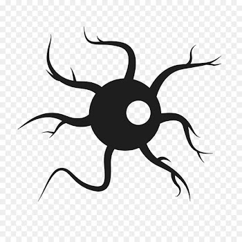 Pseudounipolar neuron Nerve Multipolar neuron - censoredpng flyer 