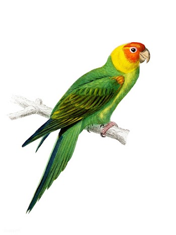 Psittacus Eximius illustrated by Charles Dess.. | Free stock vector - 467253