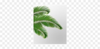 Póster Hojas De Palmera Sobre Fondo Blanco - Tropical Leaf Clipart