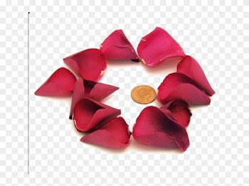 Pétales De Rose - Rose