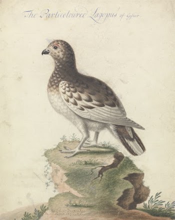 Ptarmigan by George Edwards | Free Photo - rawpixel