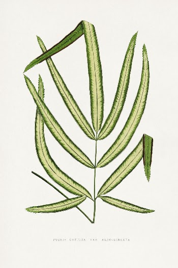 Pteris Cretica leaf illustration from Les | Free Photo Illustration - rawpixel