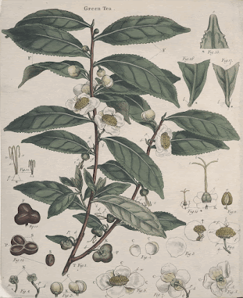 Public domain image from the Beinecke | Free Photo - rawpixel