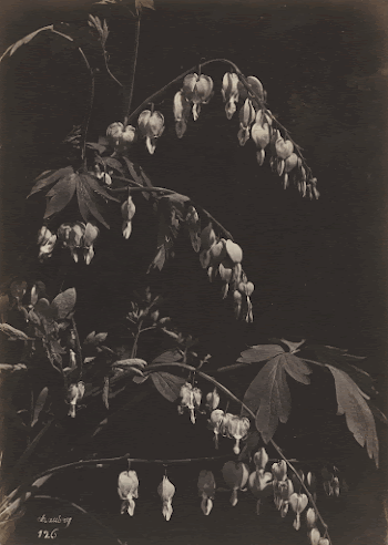 Public domain image from the Cleveland | Free Photo - rawpixel
