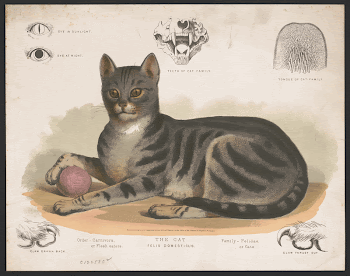 Public domain image from the Library | Free Photo - rawpixel