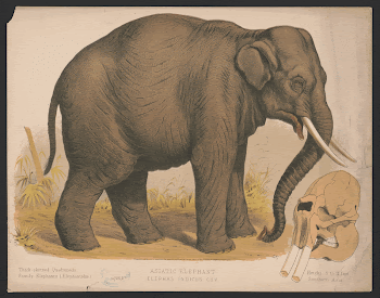 Public domain image from the Library | Free Photo - rawpixel