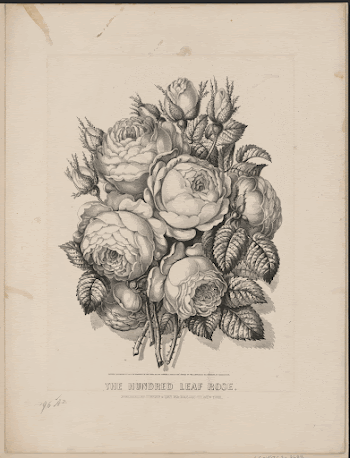 Public domain image from the Library | Free Photo - rawpixel