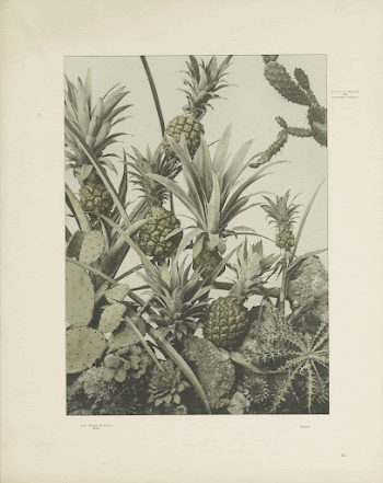 Public domain image from the Rijksmuseum | Free Photo - rawpixel