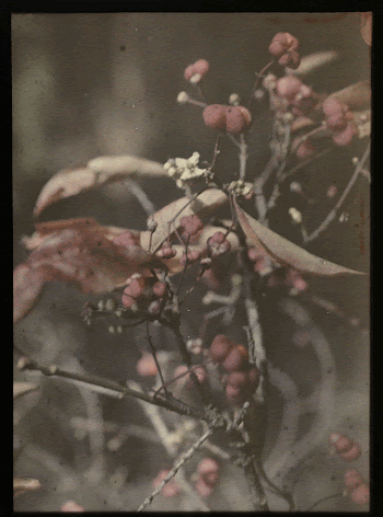 Public domain image from the Rijksmuseum | Free Photo - rawpixel