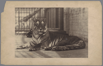 Public domain image from the Rijksmuseum | Free Photo - rawpixel
