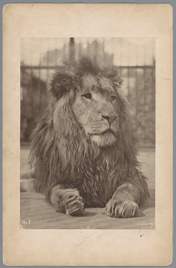 Public domain image from the Rijksmuseum | Free Photo - rawpixel