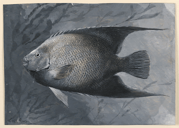 Public domain image from the Smithsonian | Free Photo - rawpixel