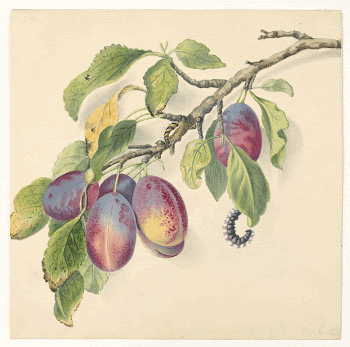 Public domain image from the Smithsonian | Free Photo - rawpixel