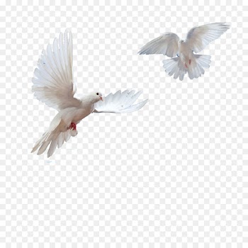 Public Speaking: Beyond Fear Eulogy: More Than a Speech Wedding Speeches The First Five Years: Port Hedland 1965-1970 Advanced Speaking Concepts - Doves Flying In Sky Png 