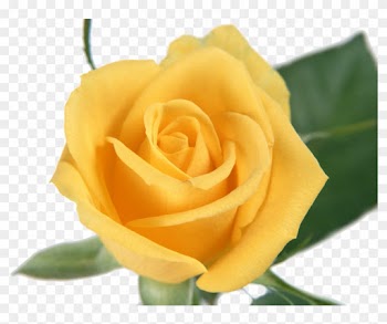 Publicat De Eu Ciresica La - All Yellow Roses