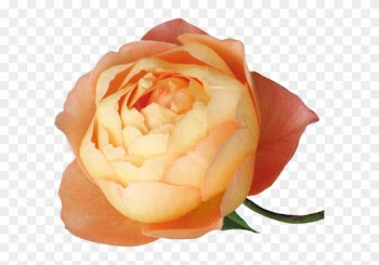 Publicat De Eu Ciresica La - Garden Roses