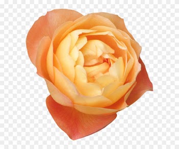 Publicat De Eu Ciresica La - Garden Roses