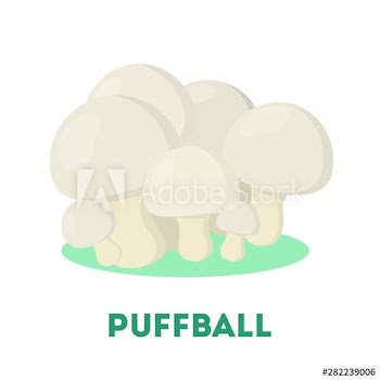 Puffball mushroom