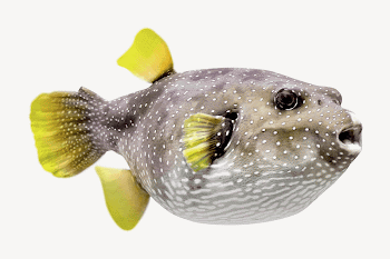 Puffer Fish collage element psd | Free PSD - rawpixel
