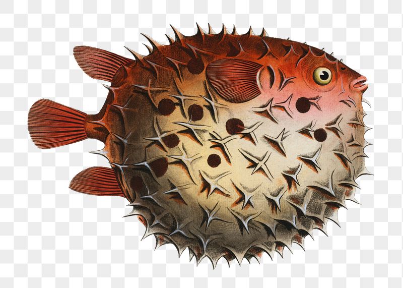 Puffer fish png illustration sticker, | Free PNG - rawpixel