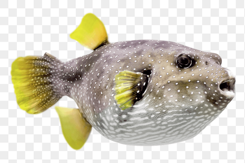 Puffer fish png sticker, transparent | Free PNG - rawpixel