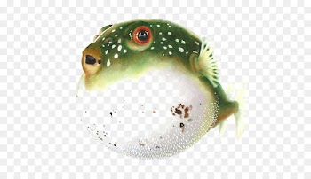 Pufferfish Fugu Drawing Watercolor painting Clip art - Puffer fish 