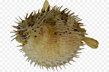Pufferfish Long-spine porcupinefish Fugu Spot-fin porcupinefish - Puffer Fish 