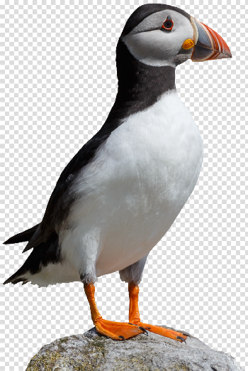 puffin | National Trust for Jersey