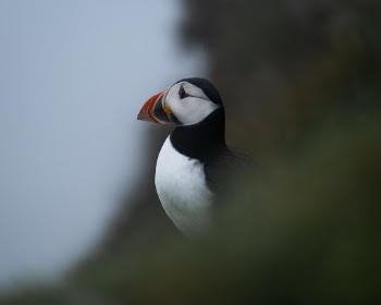Puffin on Mykines, Faroe Islands