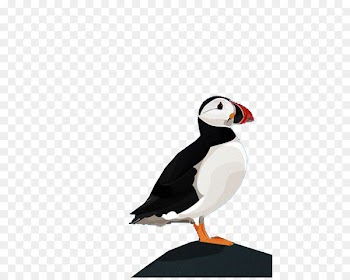 Puffin Parrot Bird Beak - Black and white parrot 