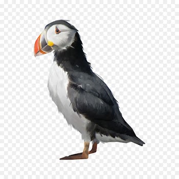 Puffin Shorebirds Beak Image - bird 