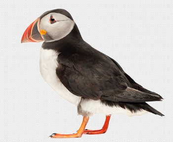 Puffin Side View transparent PNG - StickPNG