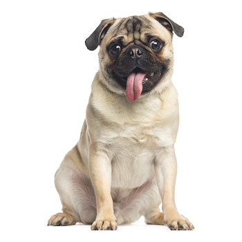 Pug - America's Pet Registry