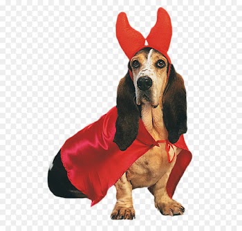 Pug Cairn Terrier Beagle Jack Russell Terrier Dress Up Your Dog - Puppy red dress 