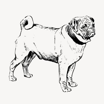 Pug dog, animal illustration vector. | Free Vector Illustration - rawpixel