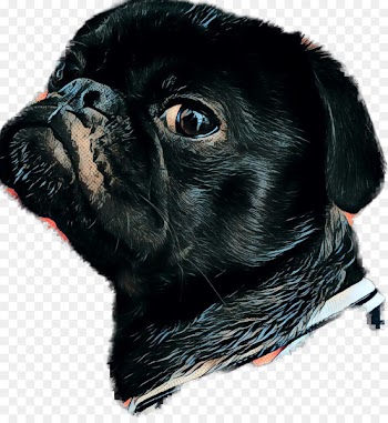 Pug, Dog Breed, Pet, Dog, Canidae PNG