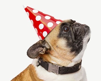 Pug dog with party hat | Free PSD - rawpixel