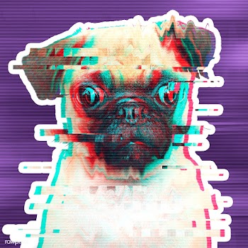 Pug glitch style sticker overlay with a white border | Free  illustration - 2347675
