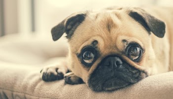 Pug In Dog Bed