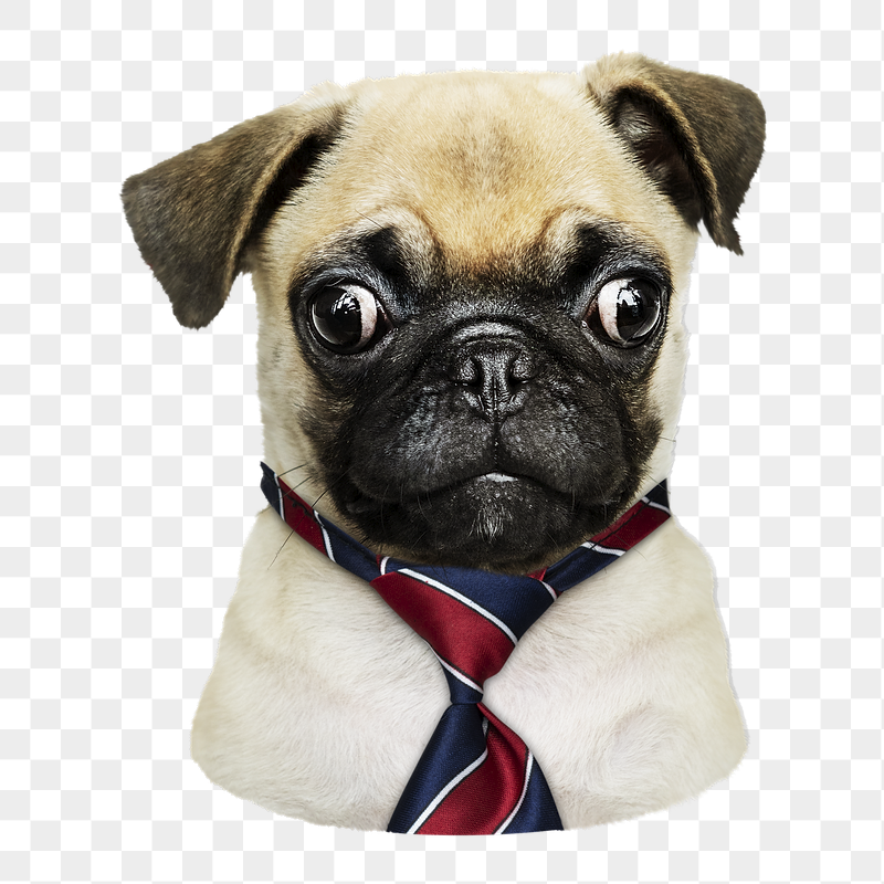 Pug in striped necktie png | Free PNG - rawpixel