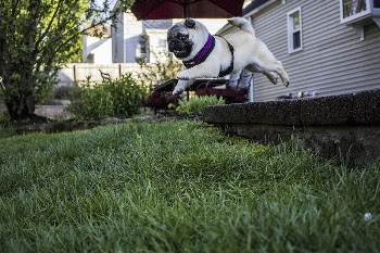 Pug jumping on grassFree public | Free Photo - rawpixel