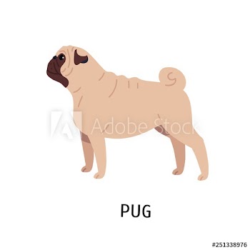 Pug or Dutch mastiff