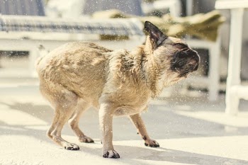Pug Pup Shakes Off Water